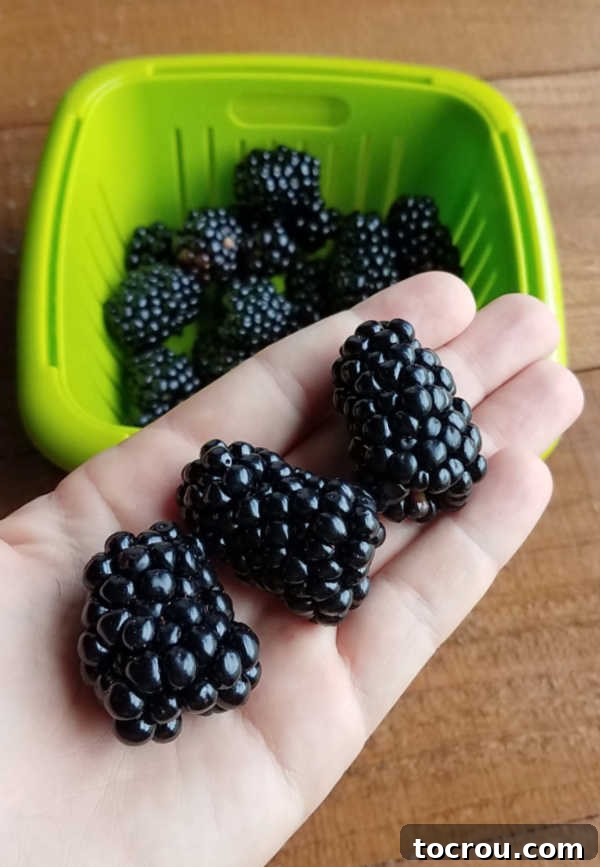A hand holding three exceptionally large, ripe blackberries, showcasing their impressive size.