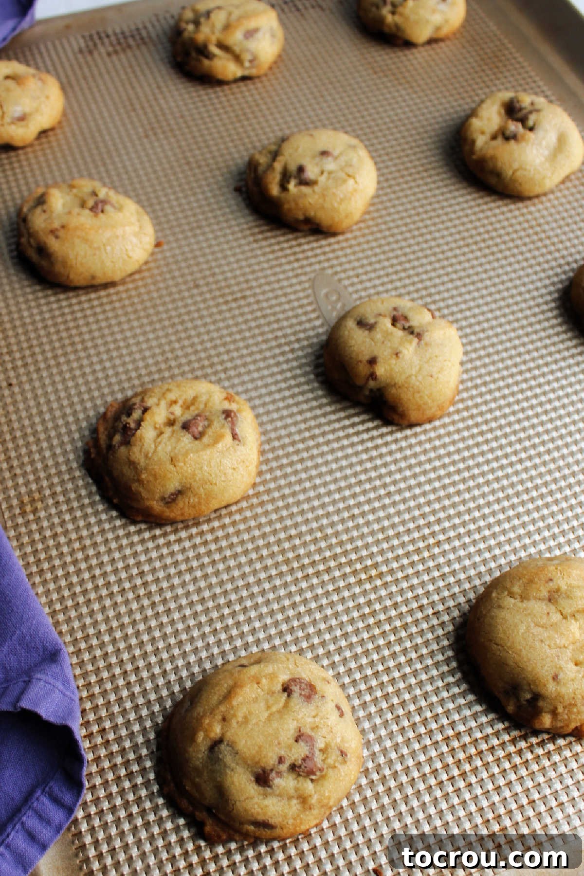Freshly Baked Lard Cookies Freshly baked lard chocolate chip cookies on a sheet pan, straight from the oven, golden and warm.