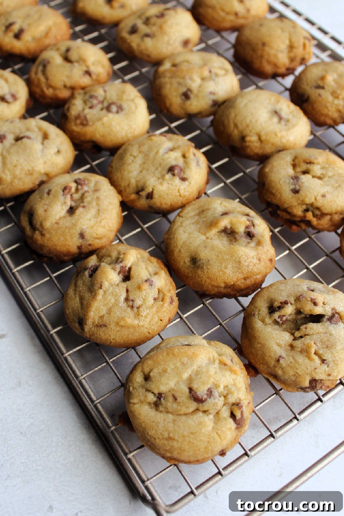 Cookies Cooling on Rack Freshly baked chocolate chip cookies cooling on a wire rack.