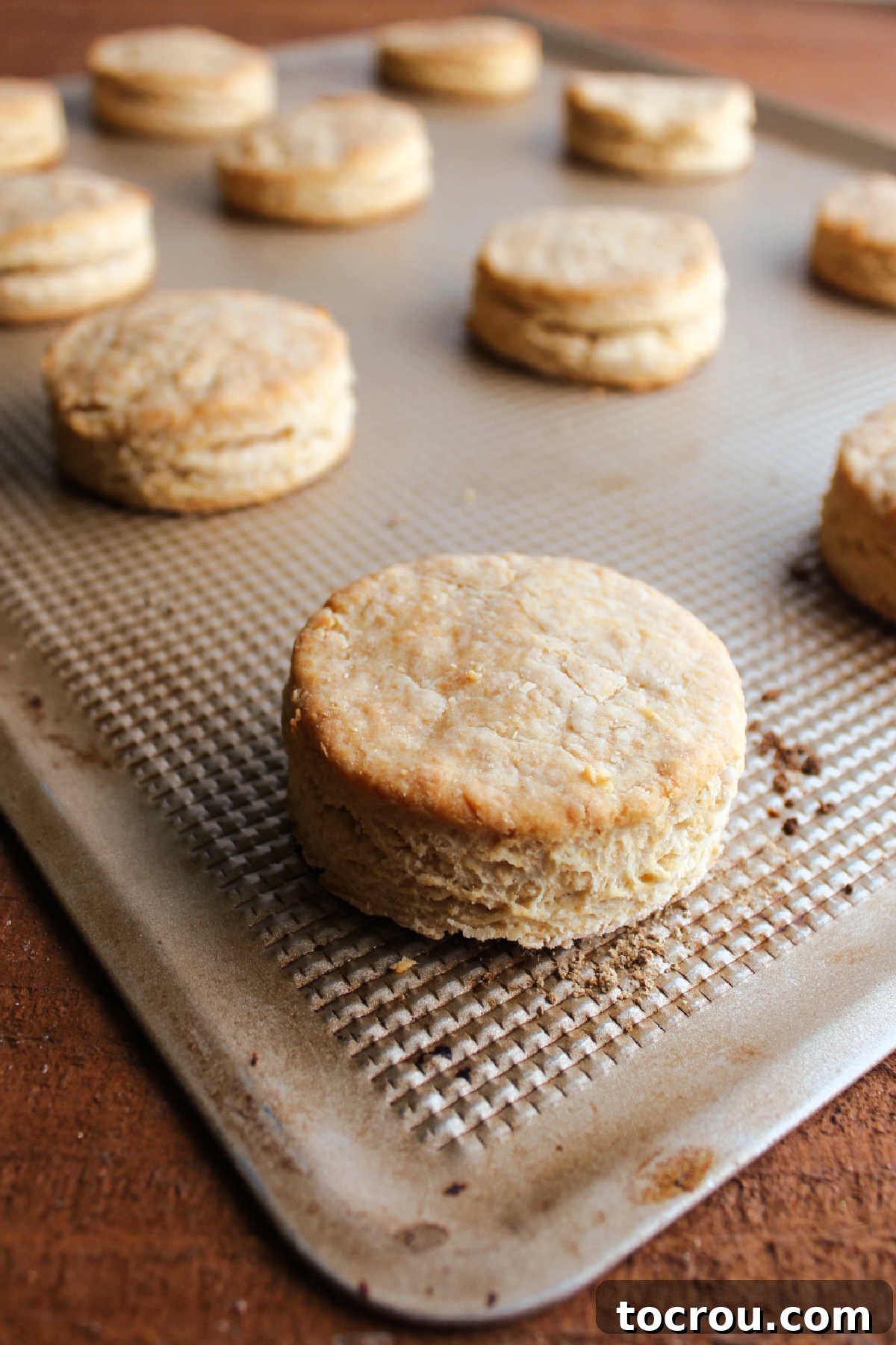 Golden Brown Biscuits Fresh from the Oven Pan of freshly baked golden brown biscuits fresh from the oven.