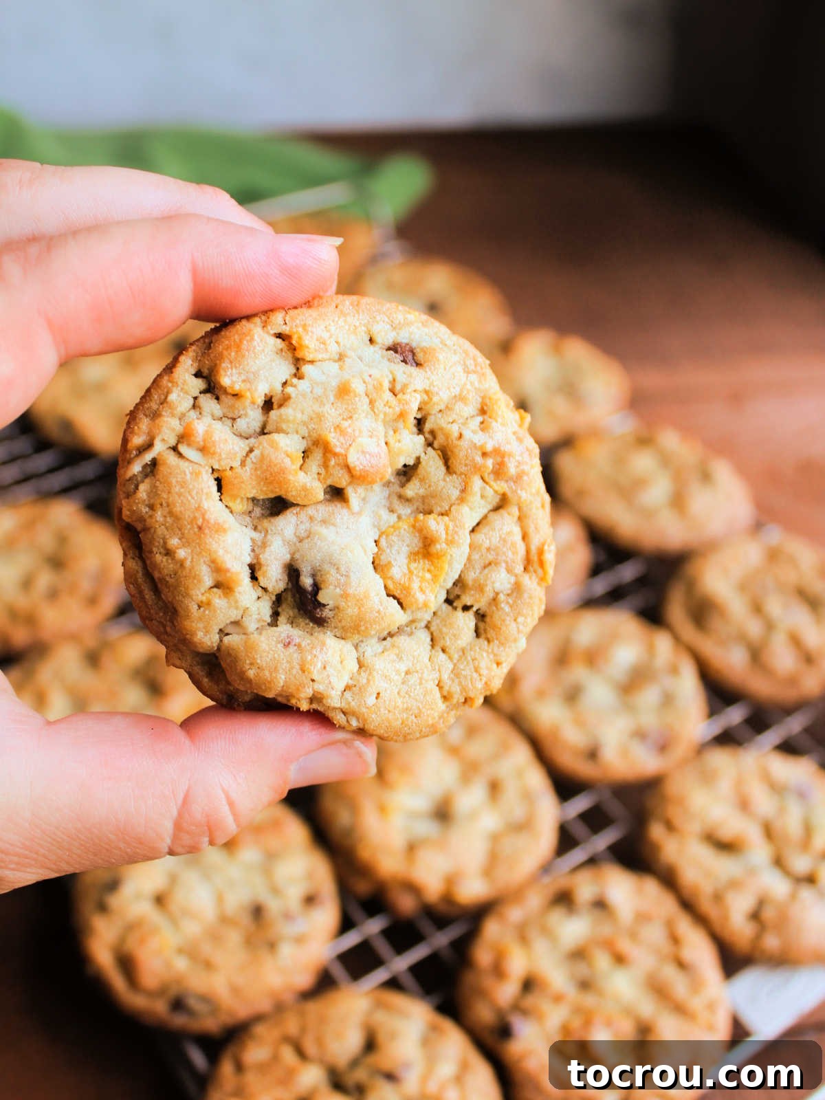 Hand holding a cornflake cookie with chocolate chip over wire rack with more cookies cooling. 