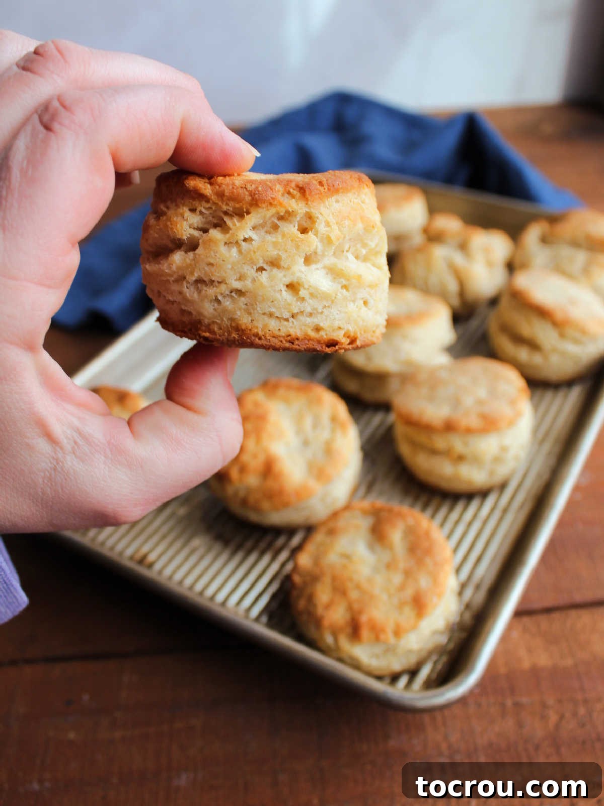 Hand holding a freshly baked biscuit showing how much it rose in the oven with pan of golden biscuits in the background. Highlighting the fluffy texture.