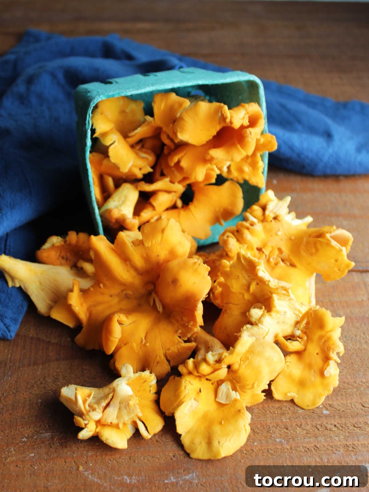 Container of fresh golden chanterelle mushrooms, recently harvested and ready for cooking. Vibrant and earthy.