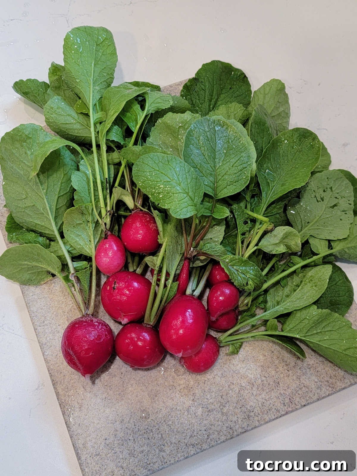 Freshly picked radishes from the garden, ready to be prepped for roasting. 