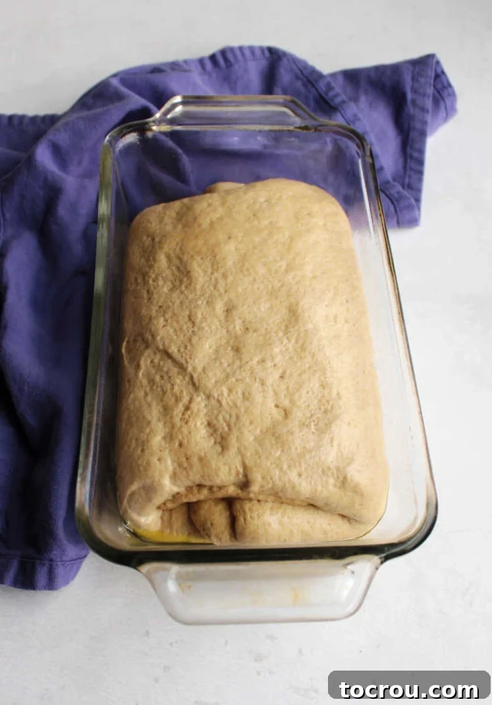 Artisan Whole Wheat Sourdough Sandwich Loaf 5 Sourdough sandwich bread dough rising beautifully in a loaf pan, ready for baking.