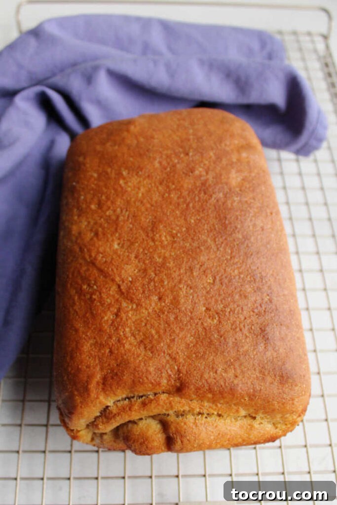 Artisan Whole Wheat Sourdough Sandwich Loaf 6 A golden-brown loaf of freshly baked whole wheat sourdough sandwich bread, still warm from the oven.