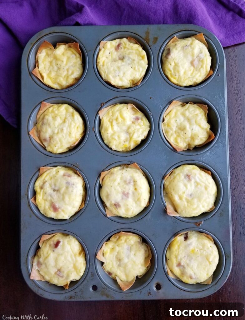 Baked mini quiches in muffin pan Freshly baked mini ham and cheese quiches, with golden-brown, crispy wonton crusts and melted cheesy tops, cooling in a muffin tin.